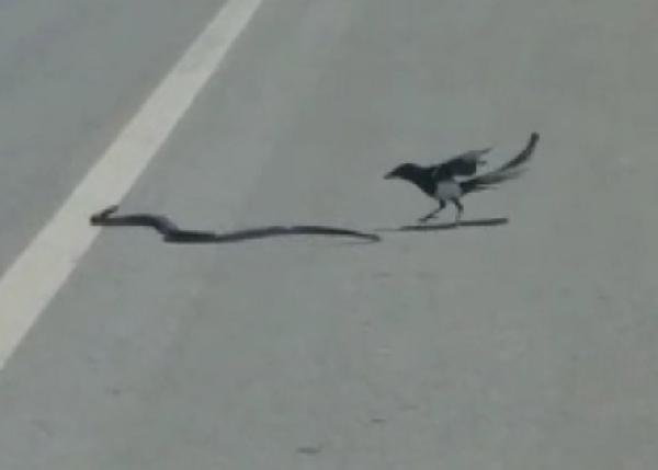 Saksağan yılanı avladı