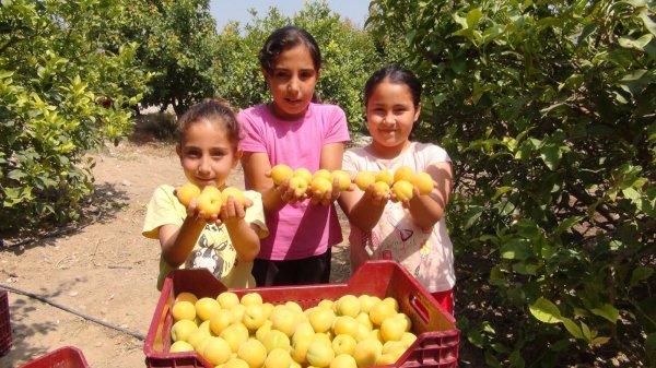 Malatya'da kayısı hasadı başlıyor