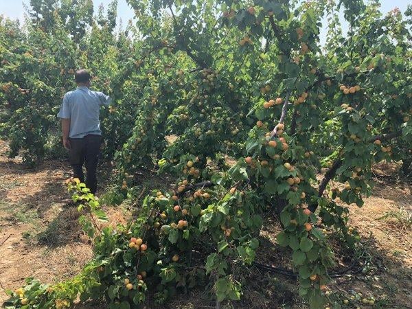 Mersin'de dolu yağışı meyve ve sebzelere zarar verdi