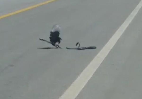 Saksağan yılanı avladı