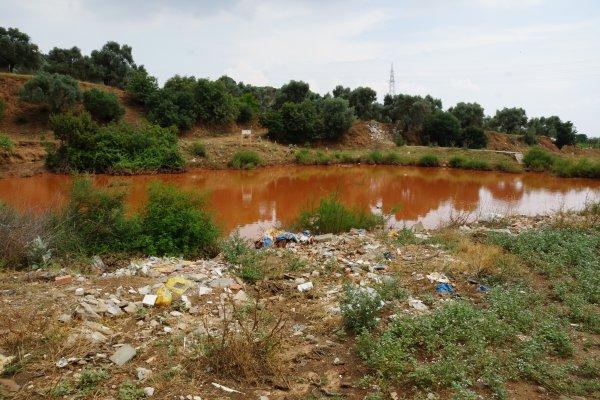 Aydın'da canını hiçe sayıp yavru köpekleri kurtardı