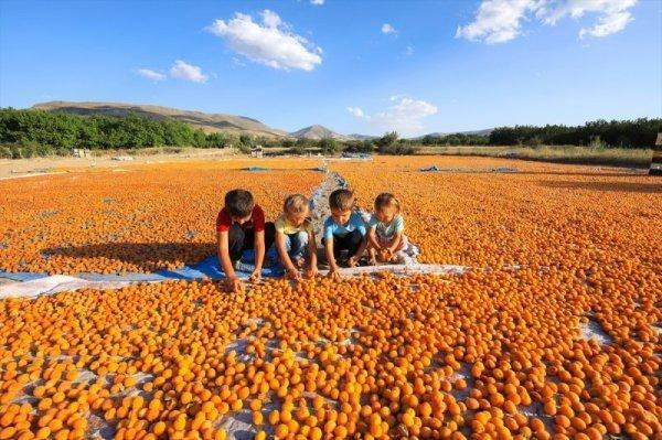 Rusya 20 ton kayısı tezgâha çıkarmama kararı aldı