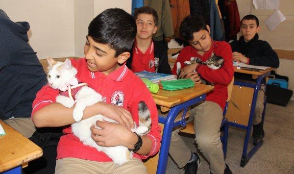 Adıyaman’da iki kedi karne aldı