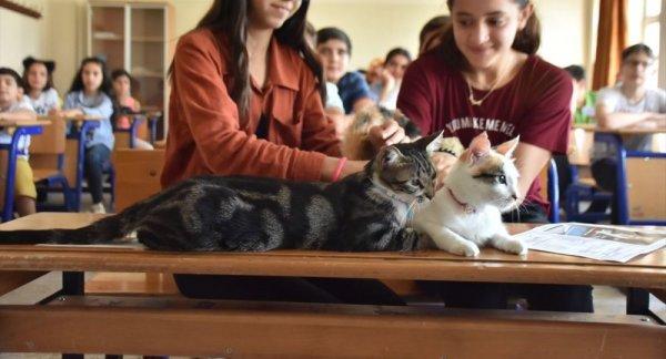 Adıyaman’da iki kedi karne aldı