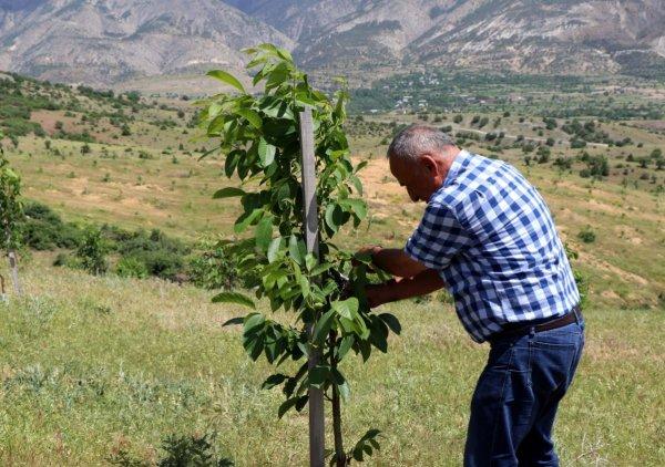 Vergi rekortmeni iş adamı köyüne döndü, ceviz dikti