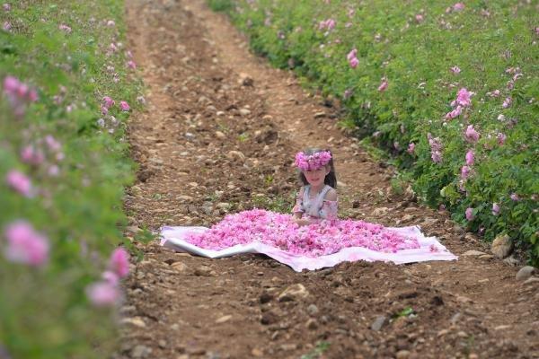 İlk gül yağının kilosu 9 eurodan satışa sunuldu