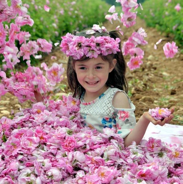 İlk gül yağının kilosu 9 eurodan satışa sunuldu