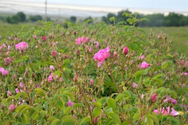 İlk gül yağının kilosu 9 eurodan satışa sunuldu