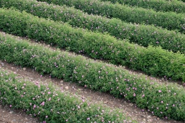 İlk gül yağının kilosu 9 eurodan satışa sunuldu