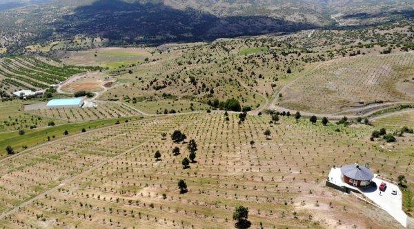 Vergi rekortmeni iş adamı köyüne döndü, ceviz dikti