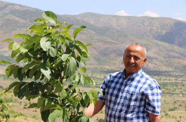 Vergi rekortmeni iş adamı köyüne döndü, ceviz dikti