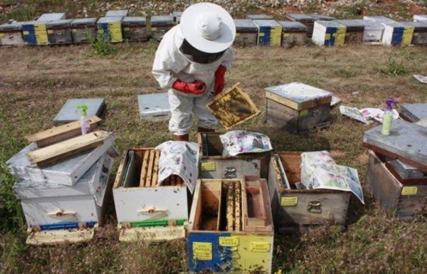 AB, arıcılık sektörüne mali destek verecek