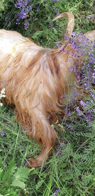 Tunceli'de kurtlar, 42 keçiyi telef etti