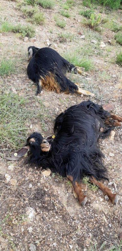 Tunceli'de kurtlar, 42 keçiyi telef etti