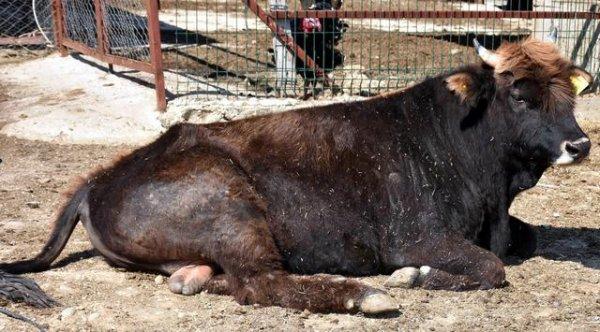 Haluk Levent: Dede oldum