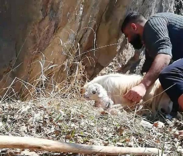 Kayıp genç, otobüsün bagaj kapağı çarpınca Munzur'a düştü