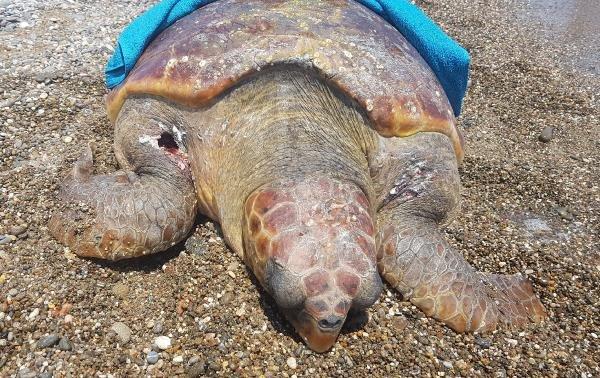 Antalya'da caretta caretta tüfekle vurularak öldürüldü