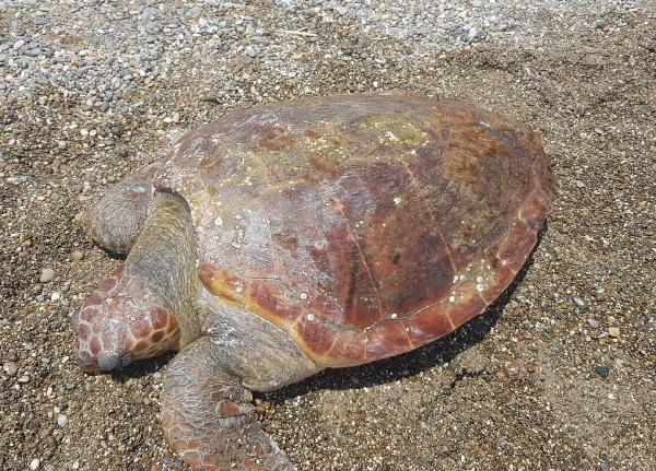 Antalya'da caretta caretta tüfekle vurularak öldürüldü