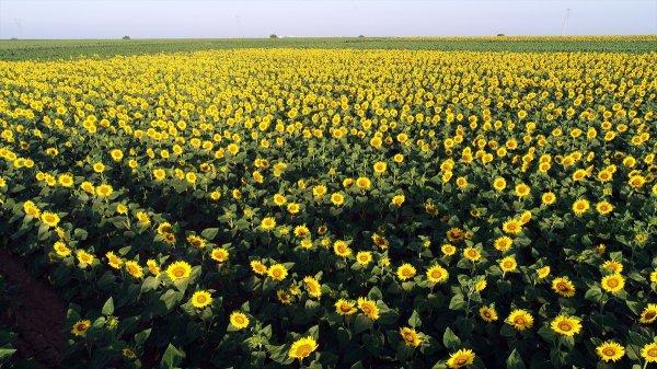 Trakya'da tarlalar sarıya büründü