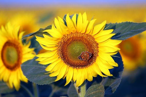 Trakya'da tarlalar sarıya büründü