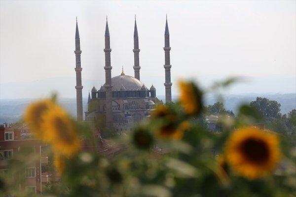 Trakya'da tarlalar sarıya büründü