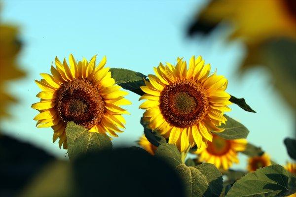 Trakya'da tarlalar sarıya büründü