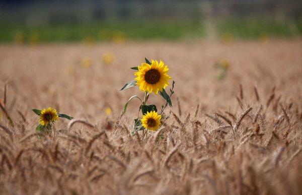 Trakya'da tarlalar sarıya büründü