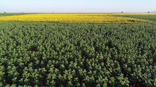 Trakya'da tarlalar sarıya büründü