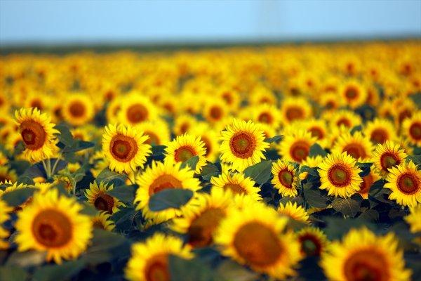 Trakya'da tarlalar sarıya büründü