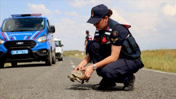 Jandarmadan kaplumbağa devriyesi