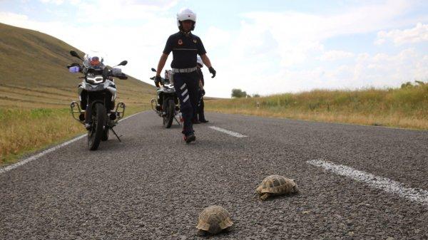 Jandarmadan kaplumbağa devriyesi