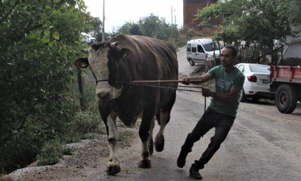 Bir buçuk tonluk boğayı görenler gözlerine inanamıyor