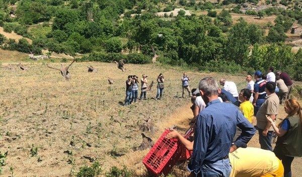 Balıkesir'de bin kadar keklik doğaya salındı