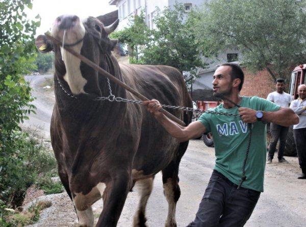 Bir buçuk tonluk boğayı görenler gözlerine inanamıyor