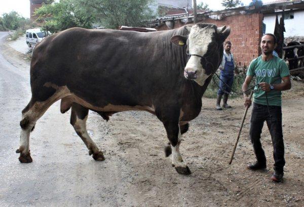 Bir buçuk tonluk boğayı görenler gözlerine inanamıyor