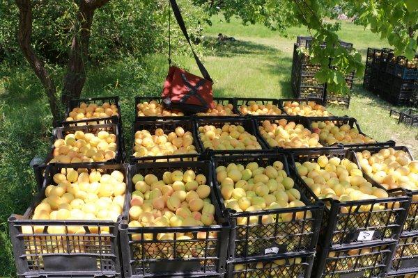 Doğu'nun Çukurovası Iğdır'da kayısı hasadı