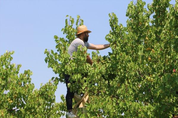 Doğu'nun Çukurovası Iğdır'da kayısı hasadı
