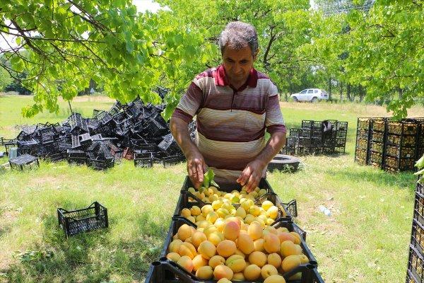 Doğu'nun Çukurovası Iğdır'da kayısı hasadı