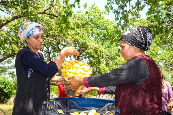 Doğu'nun Çukurovası Iğdır'da kayısı hasadı