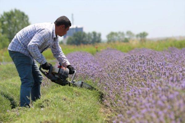 Litre fiyatı 120 euro olan lavanta yağı kıymete bindi