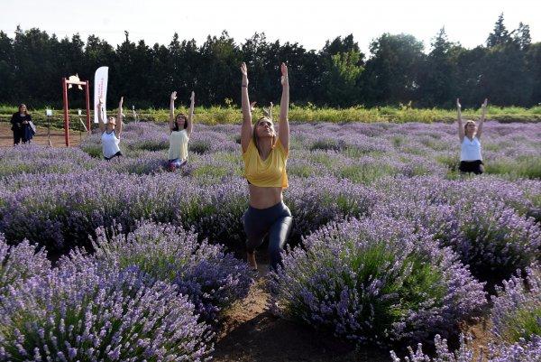 Litre fiyatı 120 euro olan lavanta yağı kıymete bindi