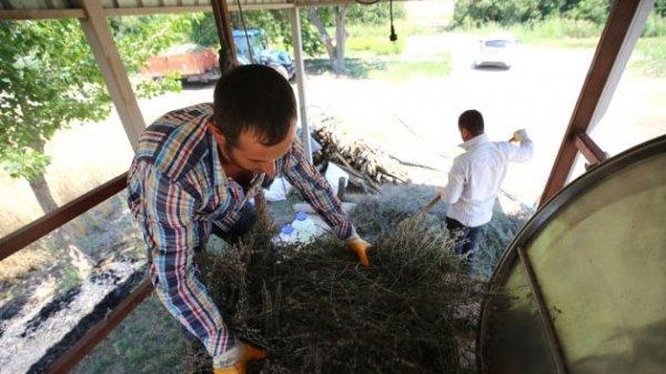 Litre fiyatı 120 euro olan lavanta yağı kıymete bindi