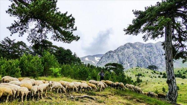 Melikler Yaylası'nda yarım asırlık gelenek