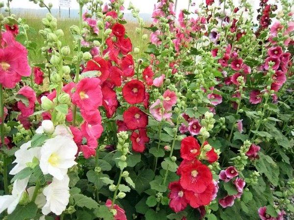 Hatmi çiçeği hem cebe hem de sağlığa iyi geldi