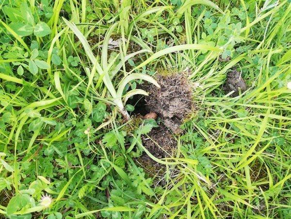 Salep soğanı toplayan kişiye 60 bin TL ceza kesildi