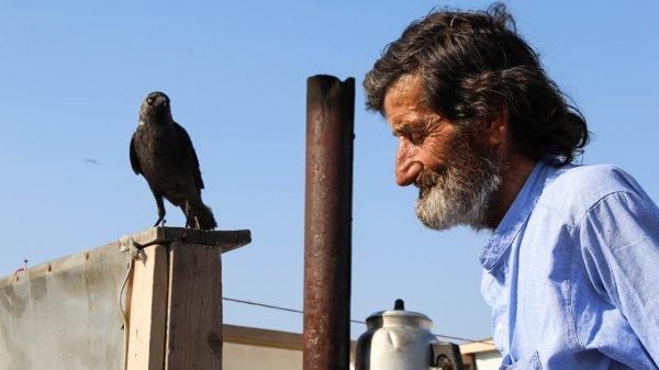 Çay tezgahında kargayla servis yapıyor