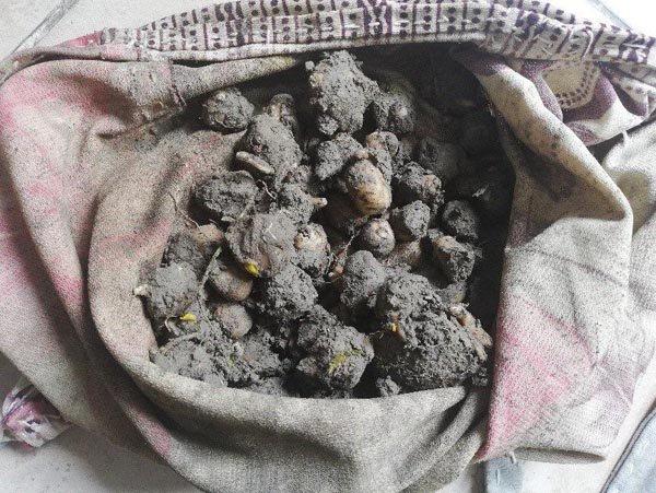 Salep soğanı toplayan kişiye 60 bin TL ceza kesildi