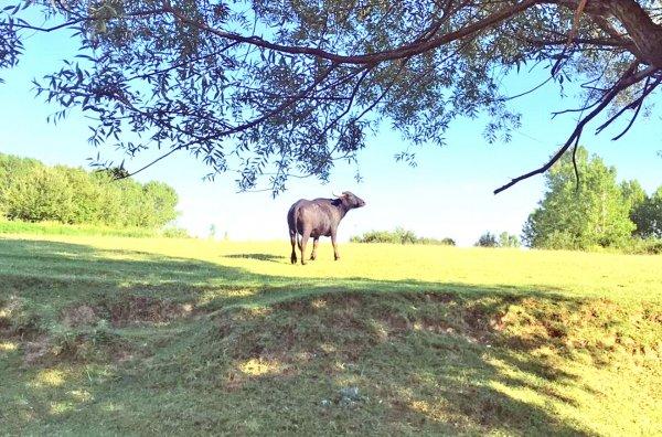 Bartın'da mahsur kalan mandaya operasyon