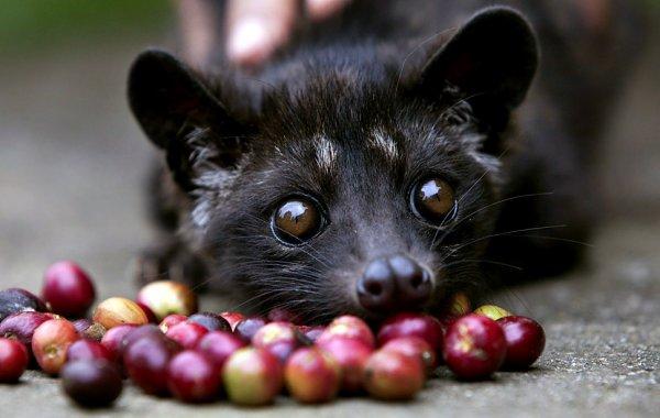 Dünyanın en pahalı kahvesi: Kopi Luwak