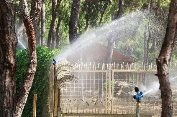 Sıcak havadan bunalan hayvanlara meyve kokteyli